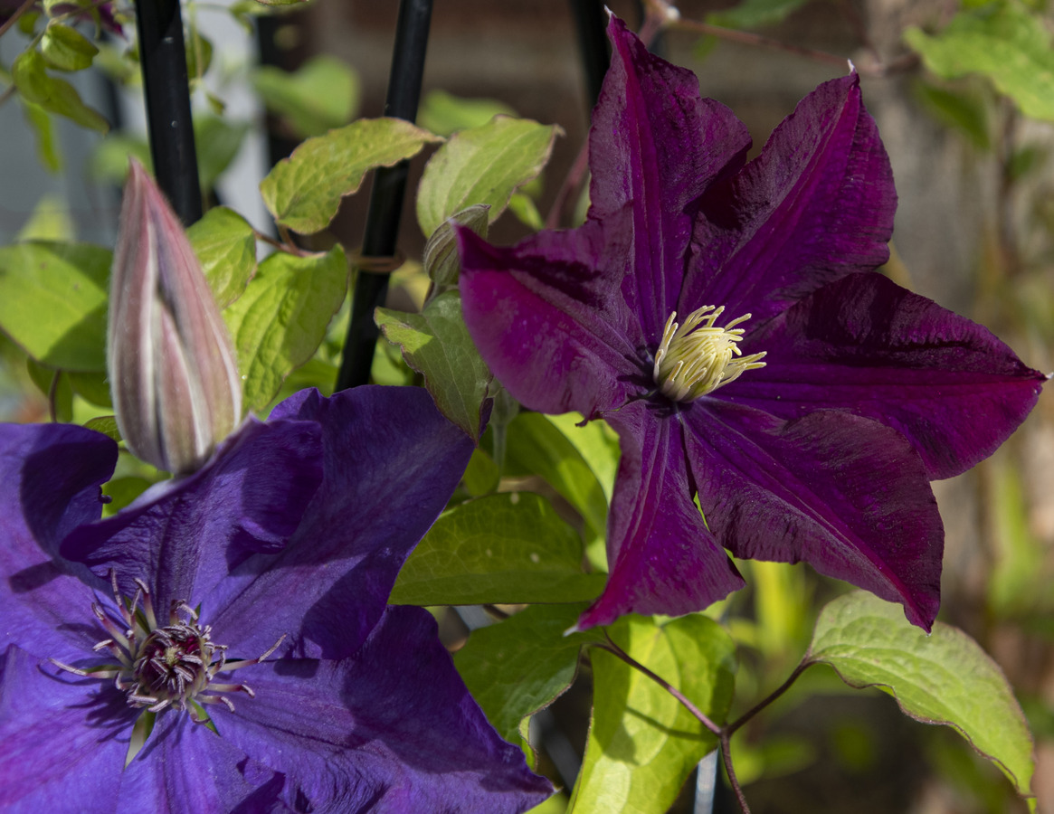 Clematis Niobe